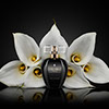 A black bottle of perfume in front of a symmetrical composition of white calla flowers. Black background.